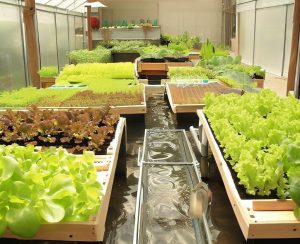 Aquaponic Gardening in a Greenhouse - Greenhouse-Guide