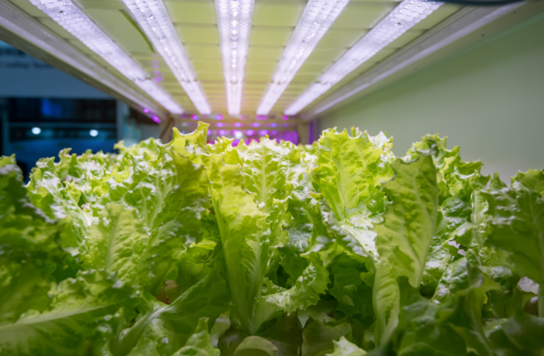 Greenhouse Microgreens GreenhouseGuide